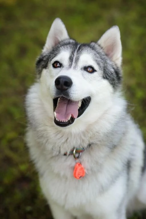 Tickless Pet Orange Ă Pile â Image 3